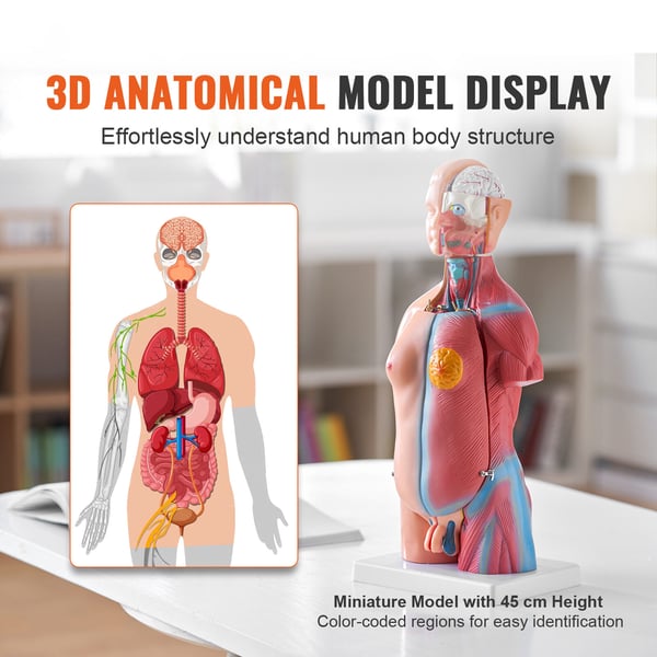 Menneskelig torso anatomimodel, 200x151x45.5 cm, Uddannelsesformål, PVC