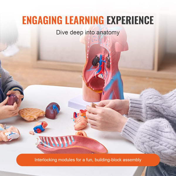 Menneskelig torso anatomimodel, 200x151x45.5 cm, Uddannelsesformål, PVC