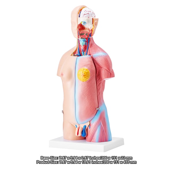Menneskelig torso anatomimodel, 200x151x45.5 cm, Uddannelsesformål, PVC