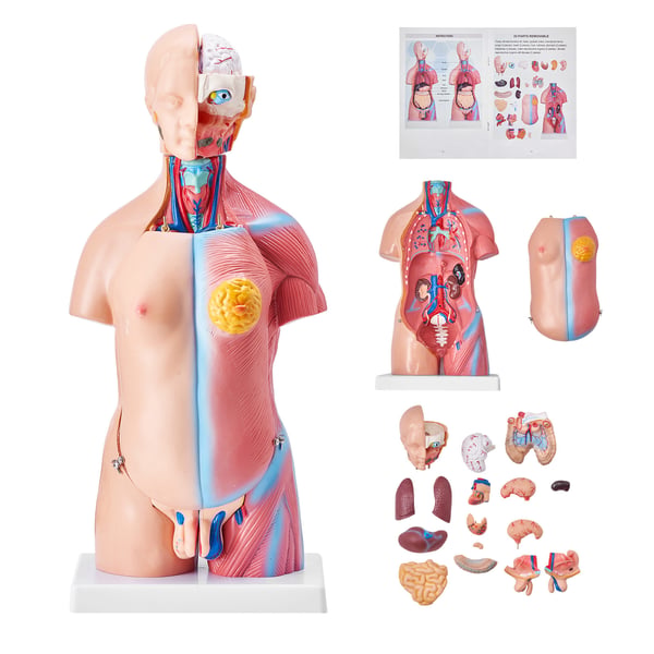 Menneskelig torso anatomimodel, 200x151x45.5 cm, Uddannelsesformål, PVC