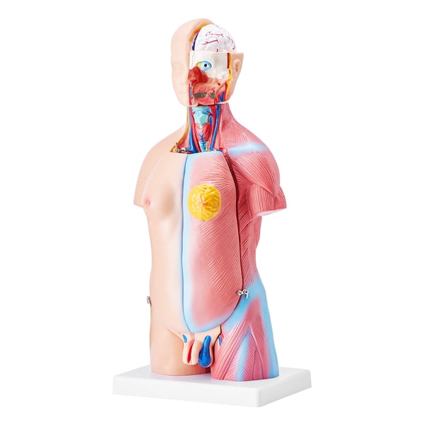 Menneskelig torso anatomimodel, 200x151x45.5 cm, Uddannelsesformål, PVC