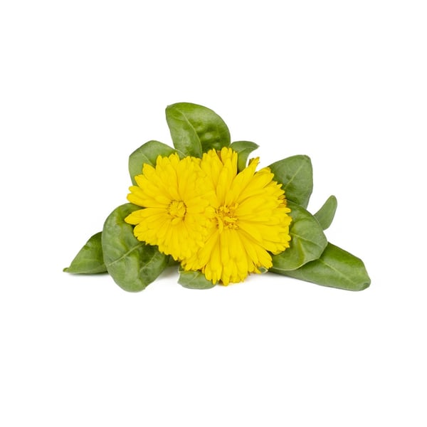 Smart Garden Refill 3-pack - Ringblomma