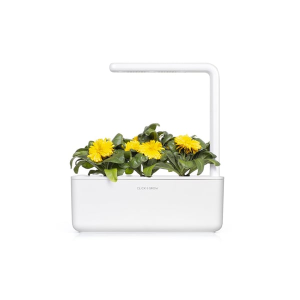 Smart Garden Refill 3-pack - Ringblomma