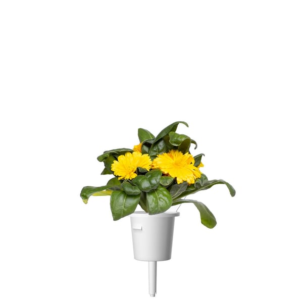 Smart Garden Refill 3-pack - Ringblomma