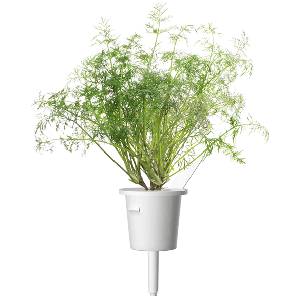 Smart Garden -täyttöpakkaus, 3 kpl - Tilli