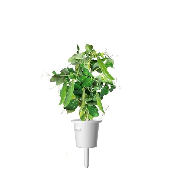Smart Garden Refill 3-pack - Dwarf Pea