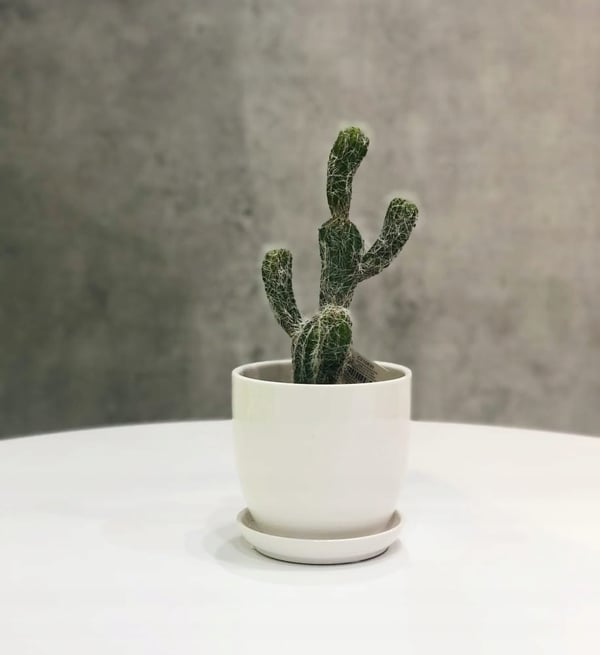 Keraaminen kukkaruukku lautasella, valkoinen, 17 cm