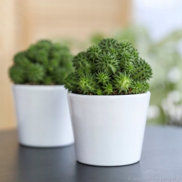 Keramisk blomkruka, vit, 8,5 cm