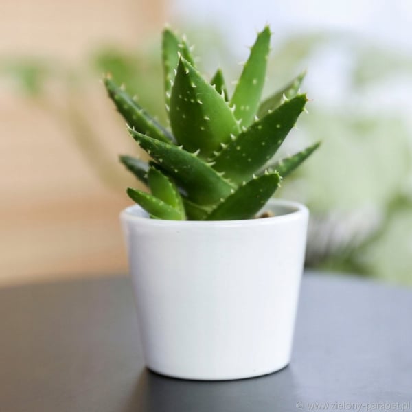 Keramisk blomkruka, vit, 8,5 cm