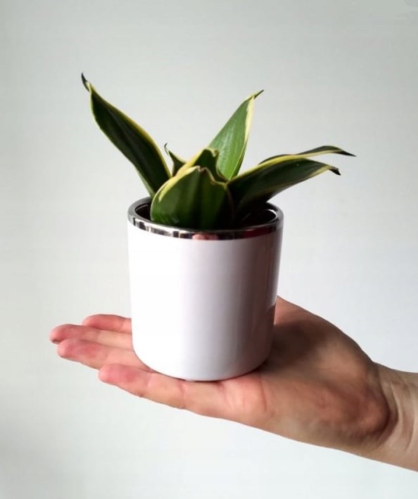 Keramisk urtepotte til små blomster, hvid, 8 cm