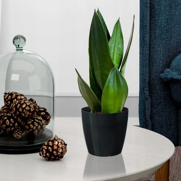 Svart plastkruka med lock, 13,5 cm, Magnolia