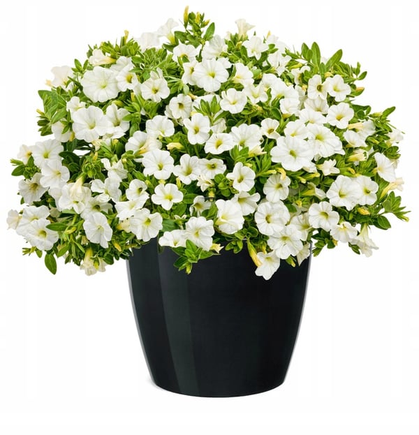Svart plastkruka med lock, 13,5 cm, Magnolia