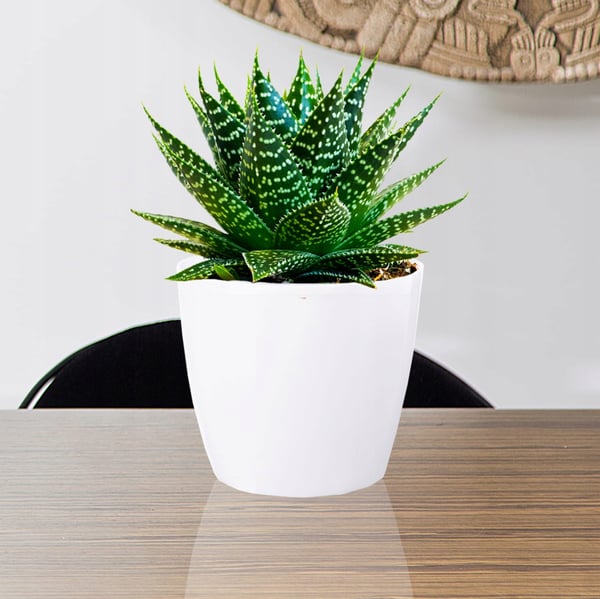 Urtepotte med plastiklåg, hvid, 12 cm, Magnolia