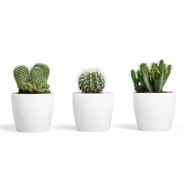 Hvid plastik urtepotte 12x10,4 cm klassisk Magnolia