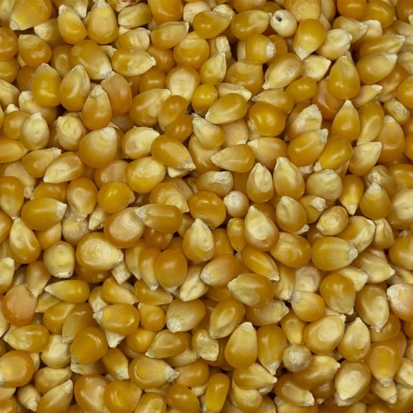 Popcorn 500g