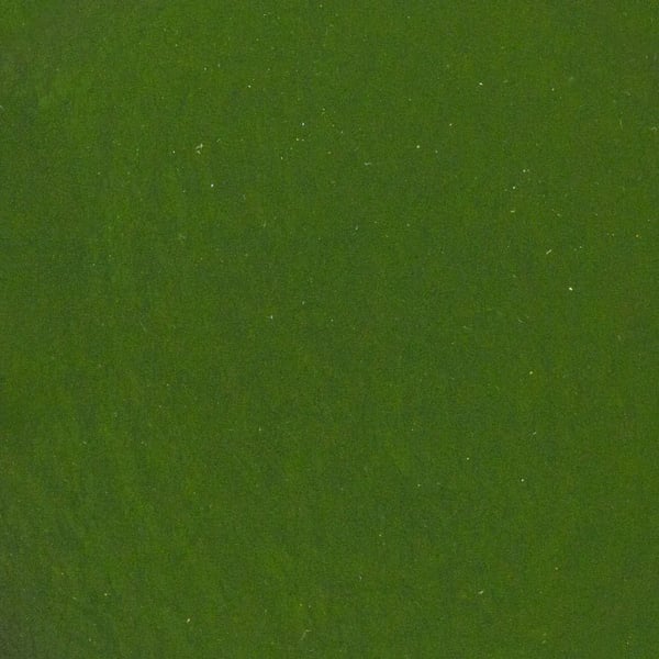 Spirulinapulver 500 g