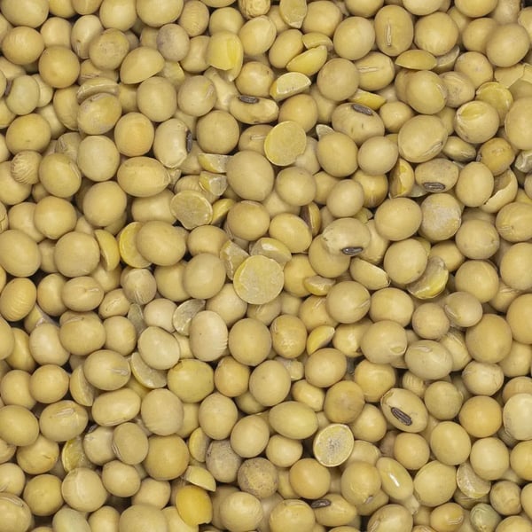 Soijapapujen siemenet 500 g