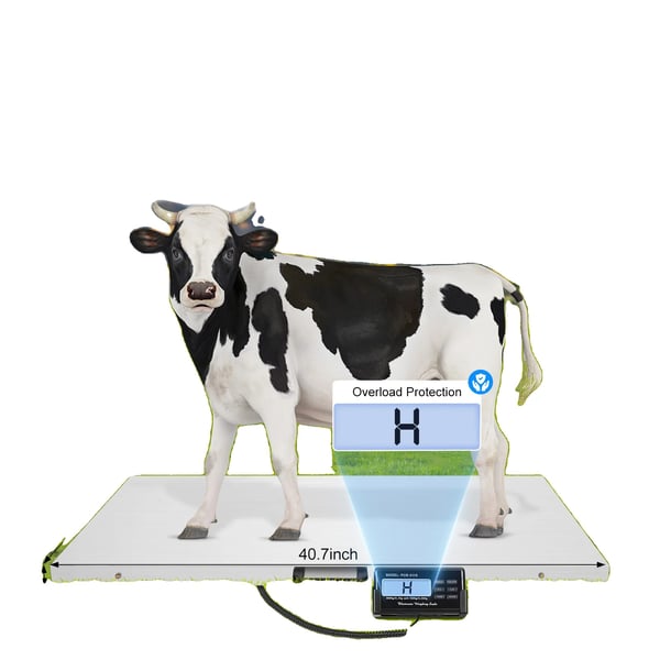Veterinær Digital Landbrugsvægt, To Vejemodi til Husdyr og Landbrugsdyr, LCD Skærm