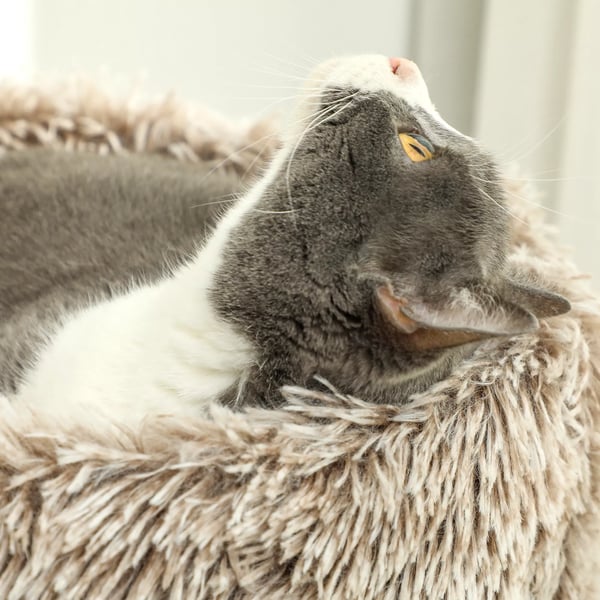 PawHut Kradsetræ til Katte 87cm Høj med Seng, Tykt Stamme, Sisal-Søjler, Til Katte op til 6kg, Indendørs, Brun