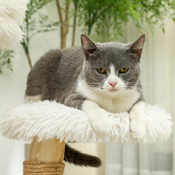 PawHut Kissapuu Raapimispylväs Leikkipallolla - Päärynäpuu, Valkoinen, 61,5 cm