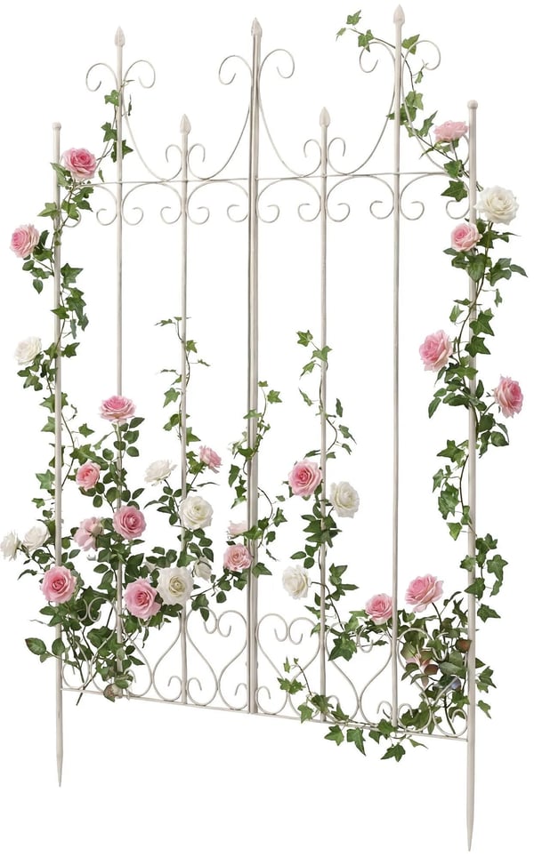 Flieder espalier