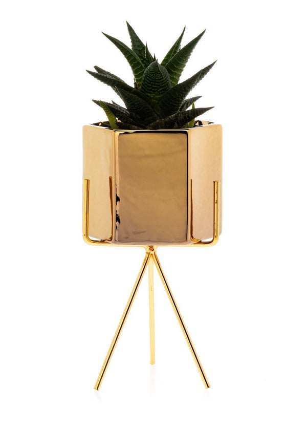 Sashi Guld Urtepotte 20 cm