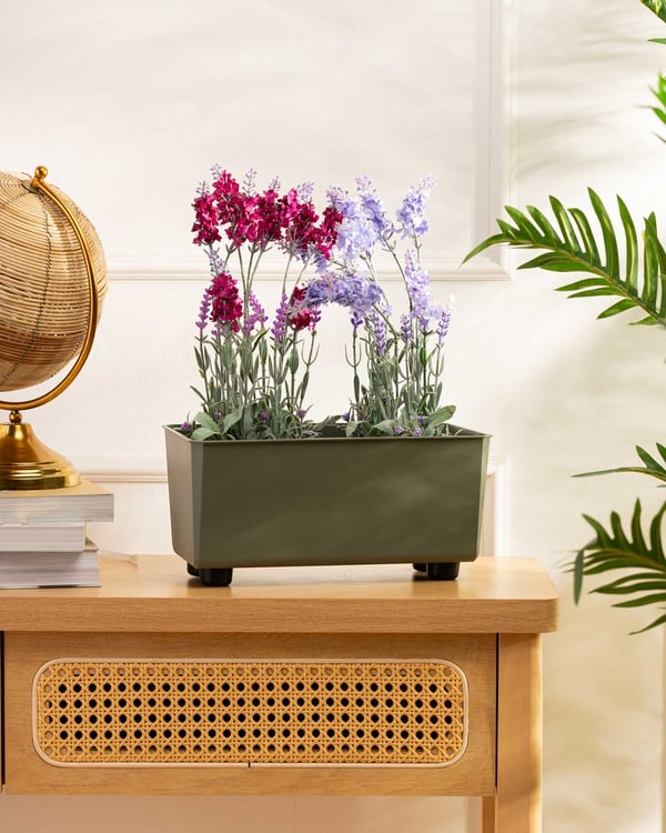 Salvia grågrøn blomsterkasse