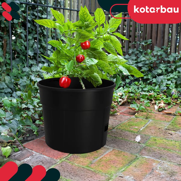 Kruka för tomatodling med stege för balkongen svart 39 cm set om 2