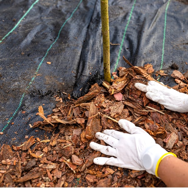 Sort agrotekstil til ukrudt, mulching, 3,2x100m, 70g pløkker