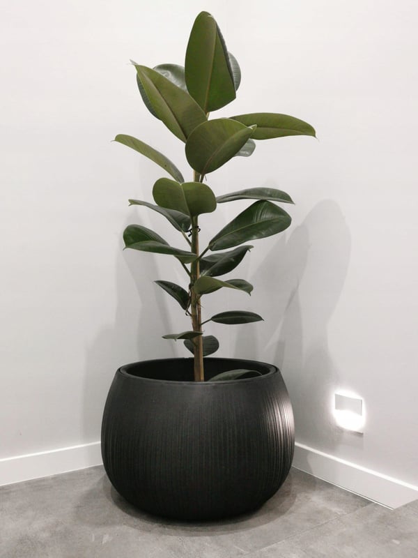 Betonskål DKB290 kugleformet urtepotte med indsats | Beton