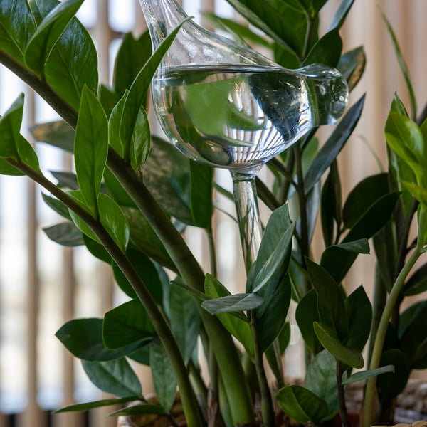 Glasvandingskande til krukplanter Bird