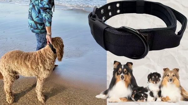 Hundhalsbandstejp med handtag brett starkt justerbart XL 54-64 cm