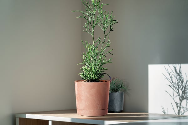 Tubo P Beton Effect 240E rund urtepotte med underkop | Antracit