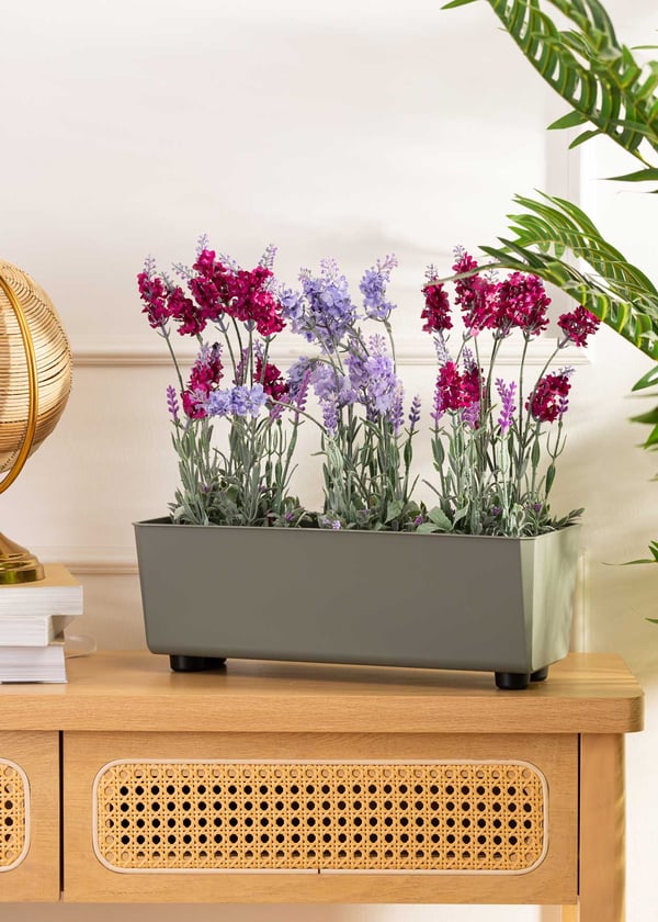 Salvia grågrön blomlåda