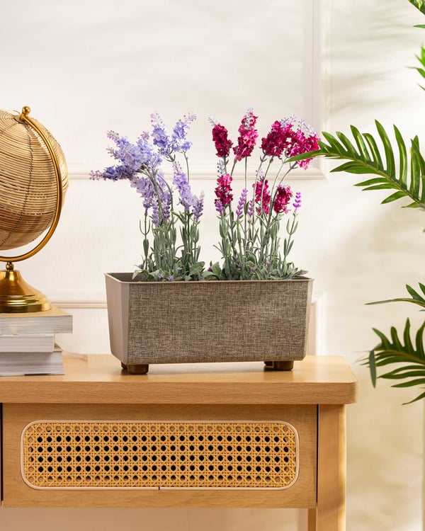 Salvia texelle taupe blomlåda
