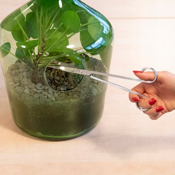 Långbladssax för växter i glas