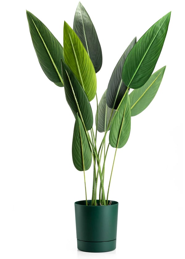 Azalea avocadopotte med underkop 22 cm
