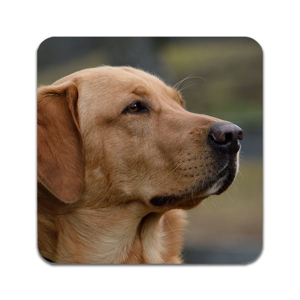 Glassunderlag (4-pakning): Hund Labrador, stilrene underlag med unike og livlige motiver