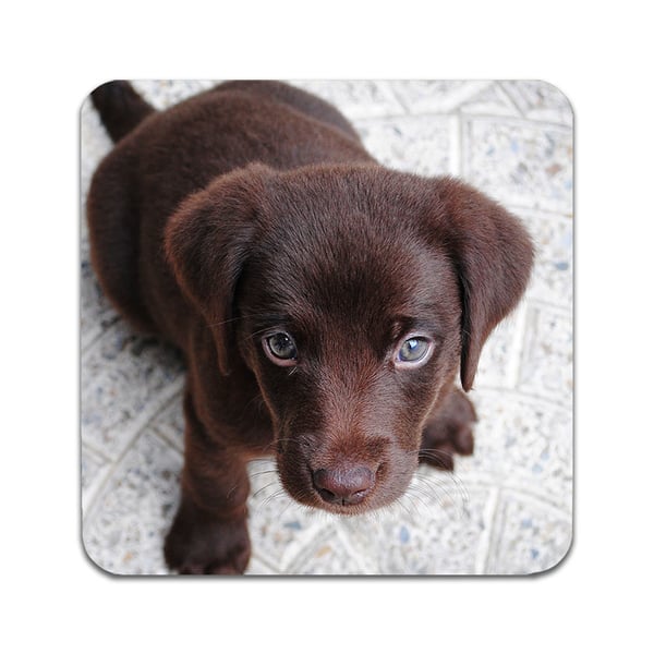 Lasinaluset (2 kpl): Labrador Puppy, tyylikkäät aluset uniikeilla ja eloisilla kuvioilla
