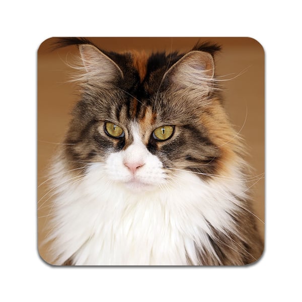 Glassunderlag (4-pakning): Katt Maine Coon, stilrene underlag med unike og livlige motiver
