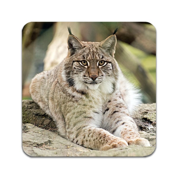 Lasinaluset (2 kpl): Lynx, tyylikkäät aluset uniikeilla ja eloisilla kuvioilla