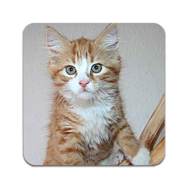 Glassunderlag (4-pakning): Katt Maine Coon, stilrene underlag med unike og livlige motiver