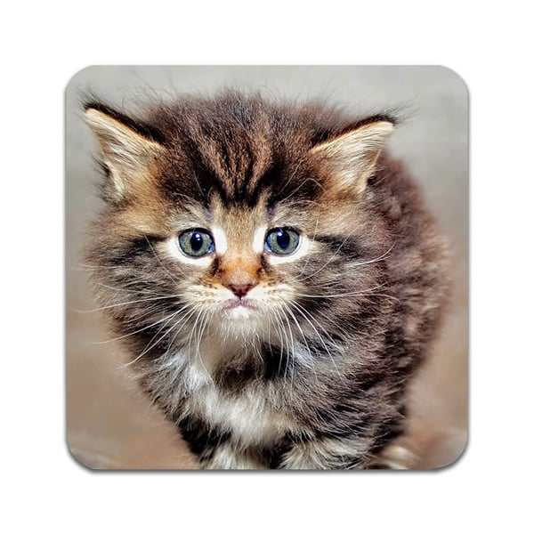 Glassunderlag (4-pakning): Katt Maine Coon, stilrene underlag med unike og livlige motiver
