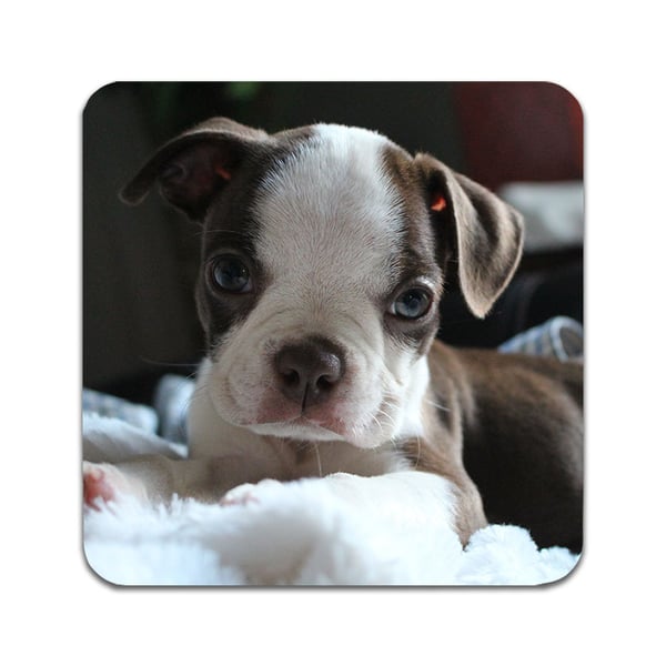 Glassunderlag (2-pakning): Hund Bostonterrier, stilrene underlag med unike og livlige motiver