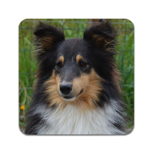 Glasbrikker (2-pak): Shetland Sheepdog, stilrene bordskånere med unikke og levende motiver