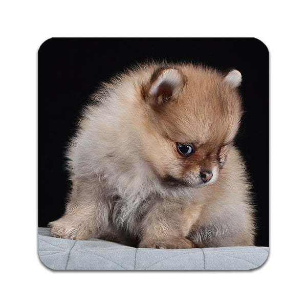 Glassunderlag (4-pakning): Hund Pomeranian, stilrene underlag med unike og livlige motiver