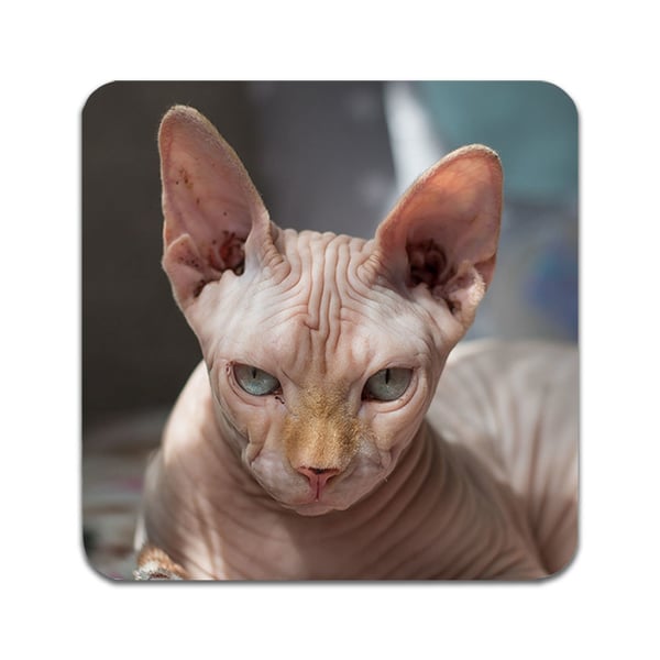 Glassunderlag (2-pakning): Katt Sphynx, stilrene underlag med unike og livlige motiver