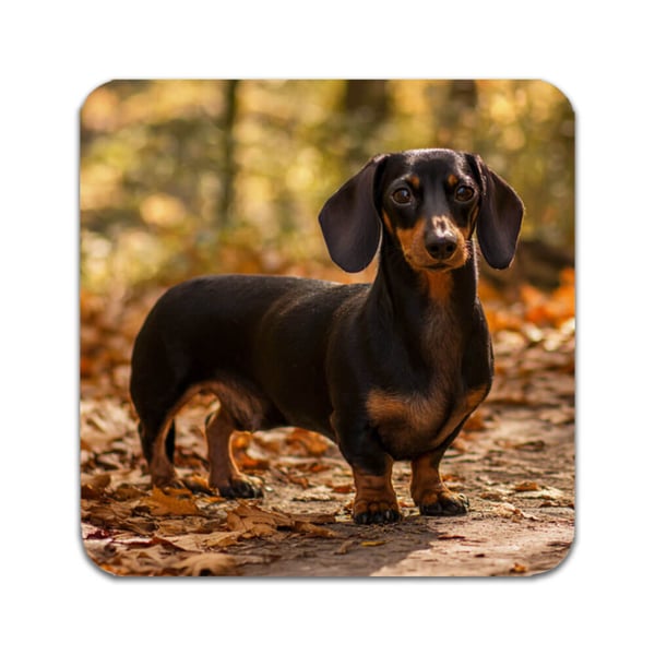 Glassunderlag (2-pakning): Dachshund, stilrene underlag med unike og livlige motiver