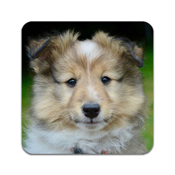 Glassunderlag (2-pakning): Shetland Sheepdog, stilrene underlag med unike og livlige motiver