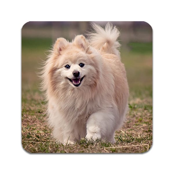 Glasbrikker (4-pak): Hund Pomeranian, stilrene bordskånere med unikke og levende motiver Glasbrikker (4-pak): Hund Pomeranian, stilrene bordskånere med unikke og levende motiver